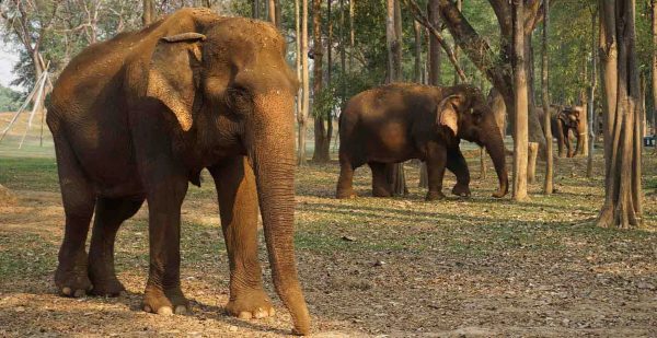 Ethical Elephant Sanctuary - Image 1