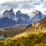Wildlife Excursion: Patagonia's Untamed Heart