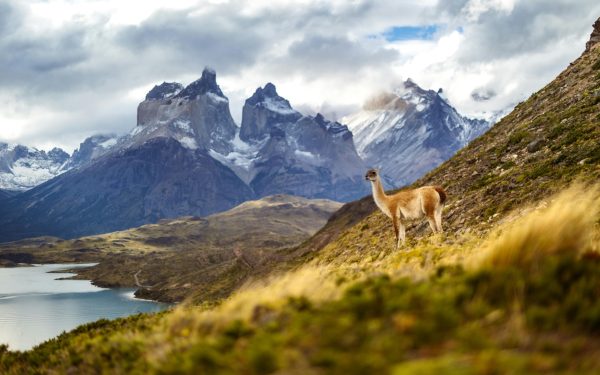 Wildlife Excursion: Patagonia's Untamed Heart - Image 1