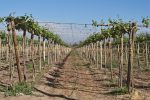 Indulge Your Senses: Private Vineyard Tours