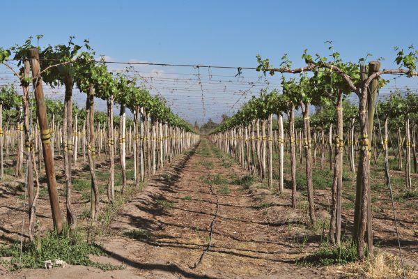 Indulge Your Senses: Private Vineyard Tours - Image 1